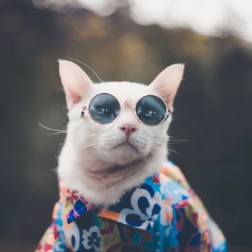 Cats know their names, even if they pretend not to